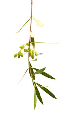 forming fruit of Olea cerasiformis