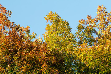 autumn leaves on blue sky