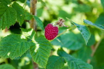 ripe red raspberries in rural fruit garden