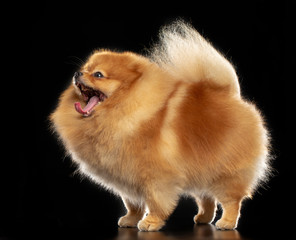 Pomeranian spitz Dog on Isolated Black Background in studio