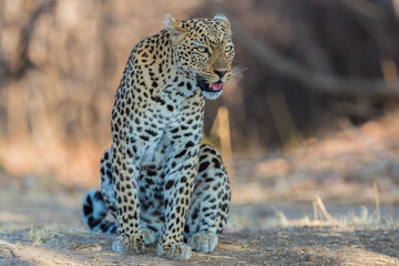An African leopard (Panthera pardus pardus), South Luangwa, Zambia