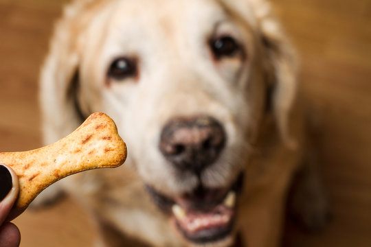 Alimento galleta premio para perro