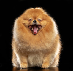 Pomeranian spitz Dog on Isolated Black Background in studio