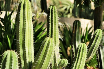 Cactus plant (Carnegiea gigantea) in the garden