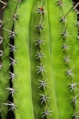 Cactus plant texture (Carnegiea gigantea) in the garden