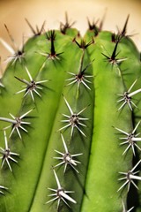 Cactus plant texture (Carnegiea gigantea) in the garden