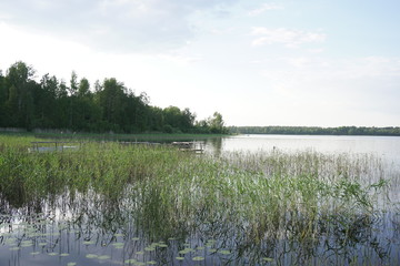 Lake forest green landscape nature of Russia
