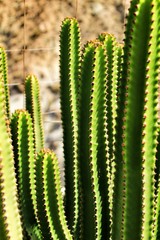 Beautiful hedge cactus under the sun in summer