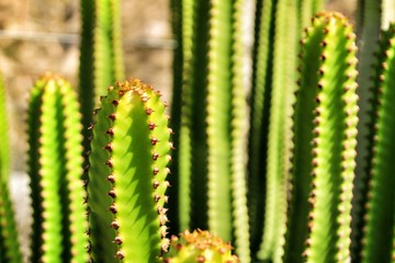 Beautiful hedge cactus under the sun in summer