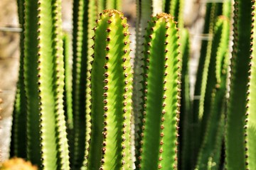 Beautiful hedge cactus under the sun in summer