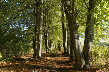 autumn