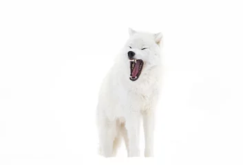 Papier Peint photo Loup A lone Arctic wolf (Canis lupus arctos)  bark isolated on white background in Canada