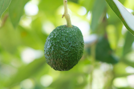 avocado fruit hanging on branch of tree