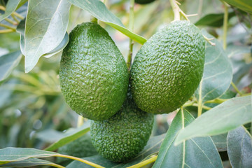 avocado fruits hanging on branch of tree