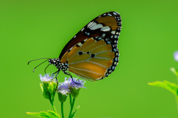 Obraz premium Butterfly with flowers on a green background