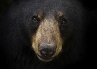 Fototapeta premium Portret zbliżenie niedźwiedź czarny (Ursus americanus) na łące jesienią w Kanadzie