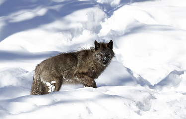 A lone Black wolf (Canis lupus) isolated on white background walking in the winter snow in Canada