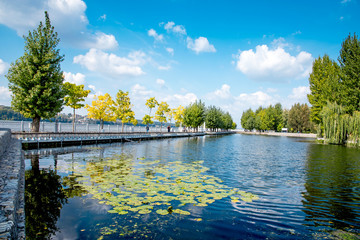 Fototapeta premium Charming beautiful autumn landscape with lavender on the lake in the park of Ternopil, Ukraine. amazing places. popular tourist atraction