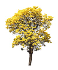 isolated tabebuia golden yellow flower blossom tree on white background
