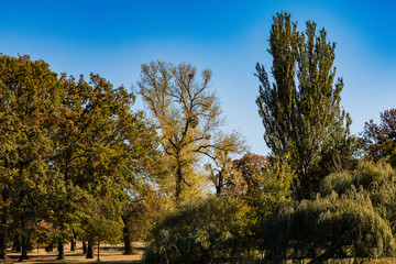 trees in autumn