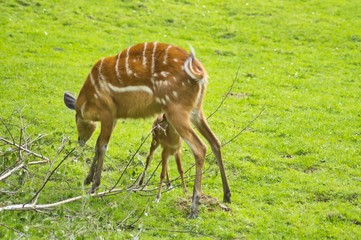 Antylopa sitatunga, mama karmi młode © Jarek Witkowski