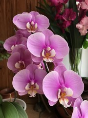 Orchid. St. Petersburg. Russia