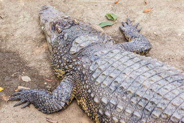 Big scary crocodile closeup