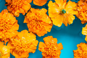 Orange flowers on blue water background. Flat lay. Top view