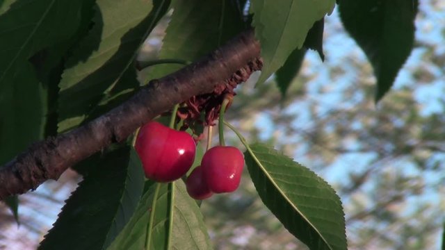 ciliege rosse con foglie