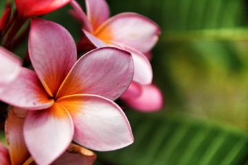 Mexican Plumeria flowers in the garden