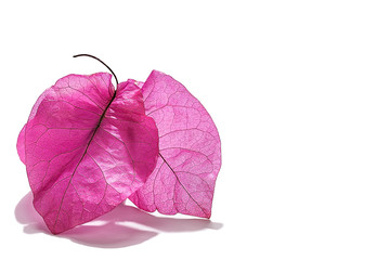 Bougainvillea flowers background material 