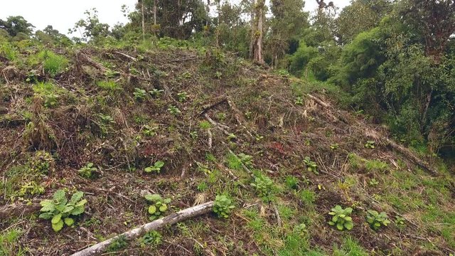 Aerial shot of a a clearing cut from montane rainforest to plant  Naranjilla (Solanum quitoense) used locally to make fruit juices. Near Cosanga on the Amazonian slopes of the Andes, Ecuador.