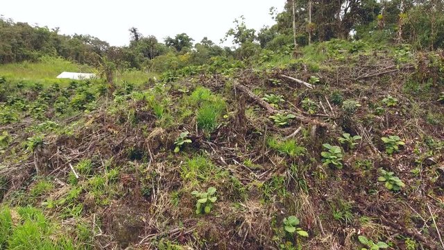 Aerial shot of a a clearing cut from montane rainforest to plant  Naranjilla (Solanum quitoense) used locally to make fruit juices. Near Cosanga on the Amazonian slopes of the Andes, Ecuador.