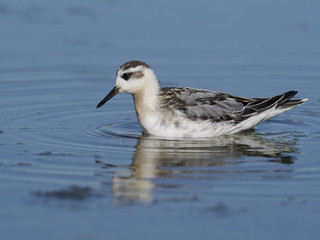 Grey Phalarope,Phalaropus fulicarius