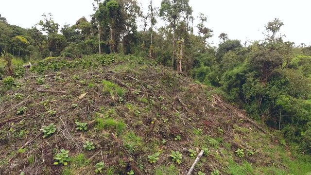 Aerial shot of a a clearing cut from montane rainforest to plant  Naranjilla (Solanum quitoense) used locally to make fruit juices. Near Cosanga on the Amazonian slopes of the Andes, Ecuador.
