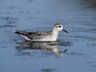 Grey Phalarope,Phalaropus fulicarius