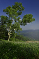 Fototapeta premium Tree.