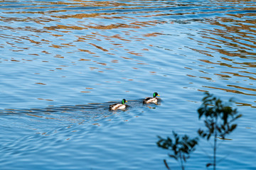 Ducks on the lake in water
