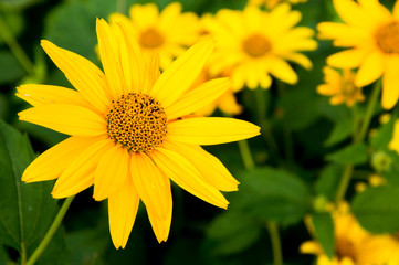 yellow flowers in the garden