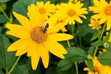 bee on sunflower