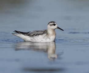 Grey Phalarope,Phalaropus fulicarius
