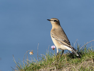 Northern wheatear,  Oenanthe oenanthe