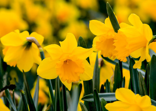 Beautiful yellow daffodils