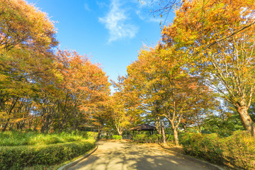 Fototapeta na wymiar Japan autumn , Beautiful autumn leaves of Obuse park ,Nagano Prefecture,Japan.