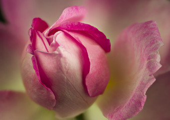Beautiful Pink Rose