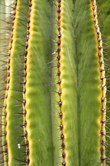 Saguaro, Carnegiea gigantea cactus in the garden
