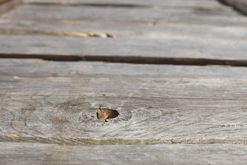 Graue Holzbretter, Hintergrundbild