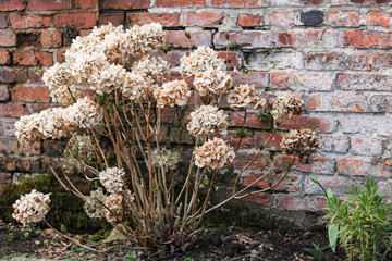 dry flowers in the garden during winter time