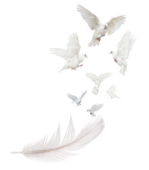 Fototapeta premium seven white doves flying from large light feather