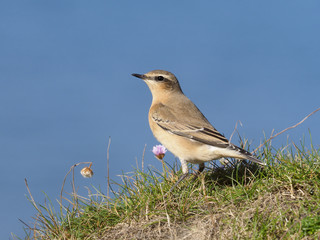 Northern wheatear,  Oenanthe oenanthe